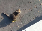 Кошка выпала из окна многоэтажки в Волжском