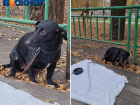 Собаку бросили привязанной к забору в Волжском