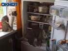 Суровые волжские коты открывают холодильник самостоятельно: видео