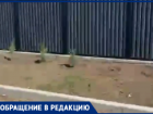 В Волжском начали воровать деревья 