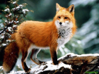 С 1 марта волжане не смогут охотиться на кабана, норку, лисицу и других видов животных 
