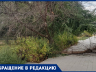 В Волжском рядом со школой обрушился сухостой