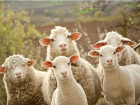 Под Волгоградом у селянина арестовали стадо овец в счет 100-тысячного долга