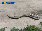 Труп гигантской змеи обнаружили в Волжском