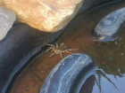Огромного ядовитого паука обнаружили на даче в Волжском: видео