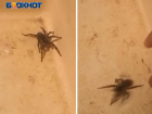 Житель Волжского пытался погладить тарантула: видео