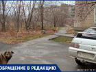 «В магазины зайти нельзя, потому что там лежат собаки»- житель поселка в Волжском рассказал о бродячих собаках