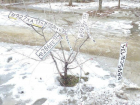 Автомобильные номера распустились на дереве в Волжском