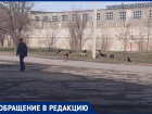 Дикая свора собак поселилась у 2 отдела полиции в Волжском