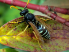 На волжских дачах активизировались осы: яд токсичен и вызывает отек Квинке