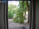 В Волжском на валку и вырезку ветвей деревьев выделили больше 3 миллионов рублей 