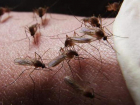 Волжский все-таки обрабатывают от комаров и клещей