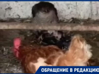 В Волжском ястреб залез в курятник и пытался изнасиловать курицу: видео