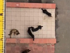 В Волжском стая собак оккупировала подъезд: пугающих животных сняли на видео