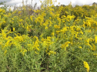 Отрава для аллергиков: в Волжском цветет амброзия