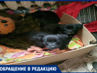 Волжанка ищет любящих хозяев для маленьких щенят