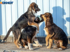 В Волжском начнут отлов собак: куда жаловаться на стаи