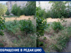 «Ждем, когда кто-нибудь подожжет»: жители 30-го микрорайона Волжского жалуются на «джунгли» у дома и клещей на детях