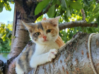 Остались без мамы: в Волжском котята ищут дом