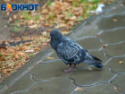 В день рождения куриного окорочка стоит надеть резиновые сапоги
