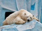 Международный день полярного медведя в Волжском будет снежным