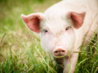 Африканская чума заставила волжан покупать свинину втридорога