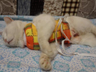 В Волжском изверги стреляли в кошку из пневматического пистолета