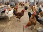Птицефабрику «Волжская» через суд обяжут прекратить травить волжан