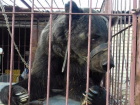 Волжанка попросила помощь для медведя Егора