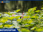 Разведка на Круглом: лотосы цветут, но до них не добраться