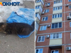 Выбросил из окна и обрек на страшные муки: год условно дали за убийство кота волжанину