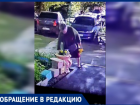 Цветы в Волжском вырывают по ночам прямо из клумб