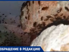 «Ноябрь месяц, а у нас мух рой и тучи тараканов»: волжанка жалуется на гниющий мусор