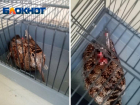 Замученную птицу с оторванным хвостом нашли в Волжском: помогите спасти