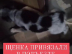 Щенка привязали к перилам на бинт и бросили в Волжском