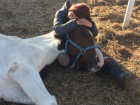 Лошадь со сломанной ногой волгоградские волонтеры лечат объятиями