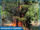 Подростки сожгли ель в сквере на Пионерской, - волжанин