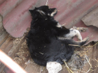 В Средней Ахтубе собак в "усыпалке" изводят голодом