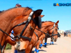 Более 700 тысяч выделяют на корм для лошадей правоохранительной кавалерии Волжского