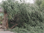 Рухнувшее дерево оборвало провода в Волжском: фото
