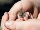Самый мелкий грызун в мире живет в окрестностях Волжского 