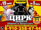 Билеты в цирк по акции 2+1