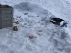 Бескультурная ворона растащила мусор из урны в Волжском: видео