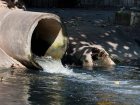 "Среднеахтубинские Тепловые сети" сбрасывали сточные воды в пруд