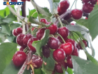 Черешня и клубника за 150 рублей: цены на ягоды в Волжском