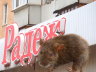 Руководство «Радежа» игнорирует жалобы на мышей на складе