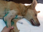Умирающий пес на обочине два дня ждал помощи от людей