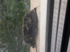 Пухлый "пушистик" расположился у окна жилого дома в Волжском