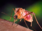 Волжане через укусы комаров могут "подцепить" лихорадку Западного Нила