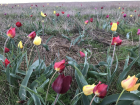 Волжан предупреждают о рейдах в период цветения краснокнижных видов растений